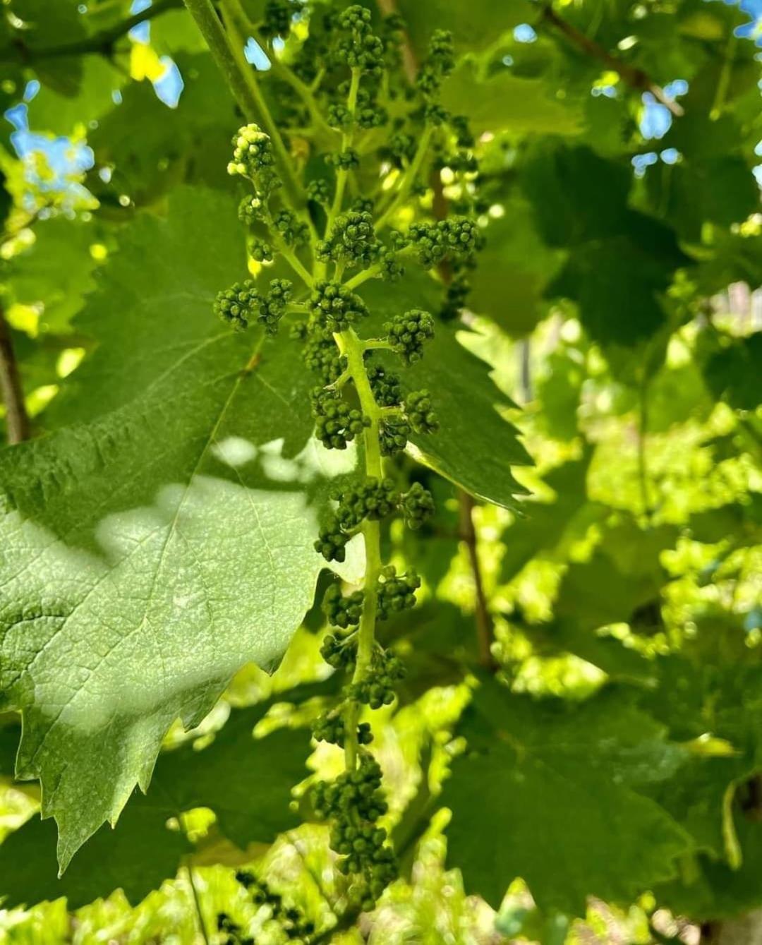 Appartamento Antica Rinaldo Valdobbiadene Esterno foto