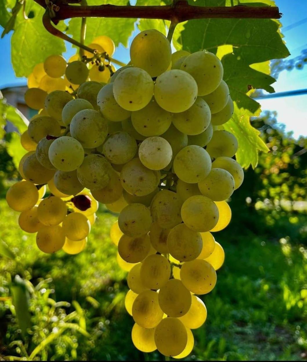 Appartamento Antica Rinaldo Valdobbiadene Esterno foto
