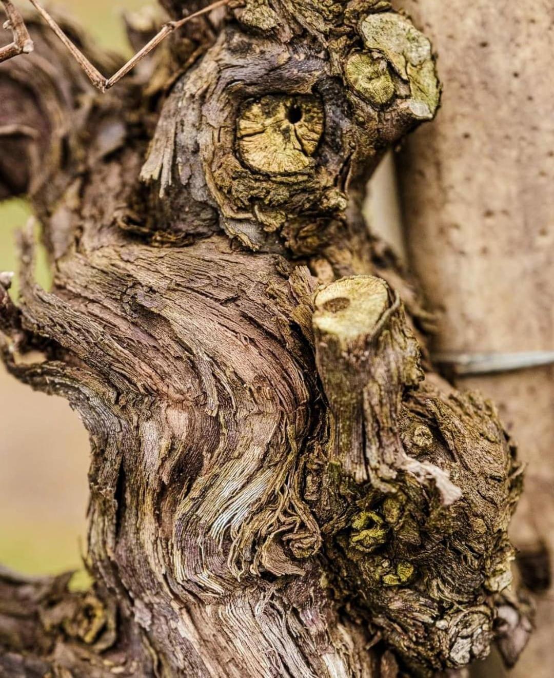 Appartamento Antica Rinaldo Valdobbiadene Esterno foto